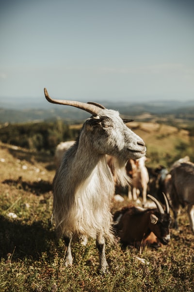 White and brown goats during the day on the green grass
